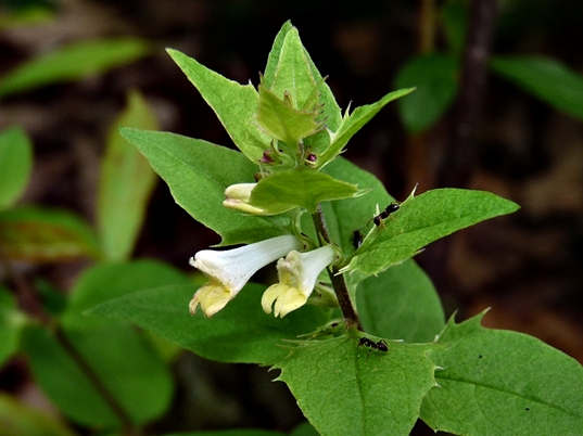 {Melampyrum lineare var. latifolium}